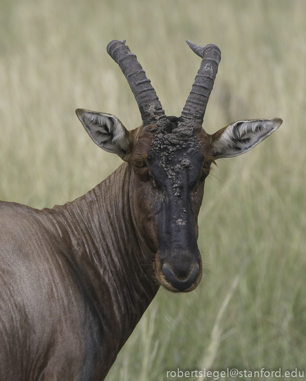 topi in masai mara